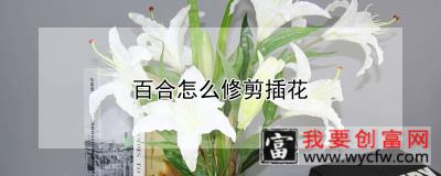 百合怎么修剪插花