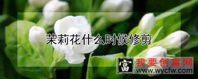 茉莉花什么时候修剪