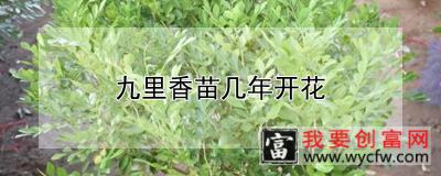 九里香苗几年开花