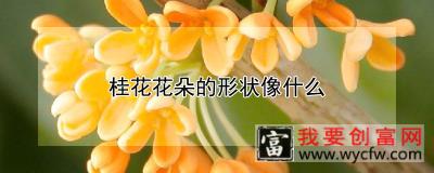 桂花花朵的形状像什么