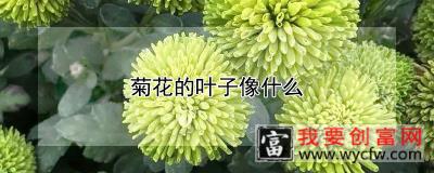 菊花的叶子像什么