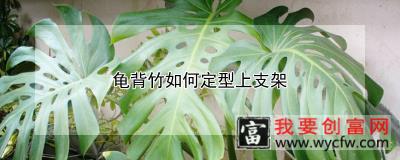 龟背竹如何定型上支架