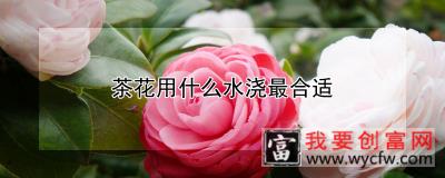 茶花用什么水浇最合适