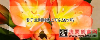 君子兰刚刚栽上可以浇水吗