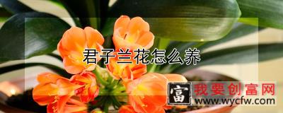 君子兰花怎么养