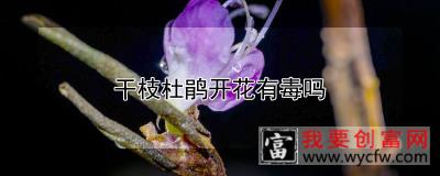 干枝杜鹃开花有毒吗