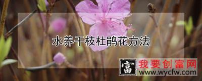 水养干枝杜鹃花方法