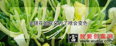 金银花的花朵为了啥会变色