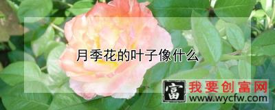 月季花的叶子像什么