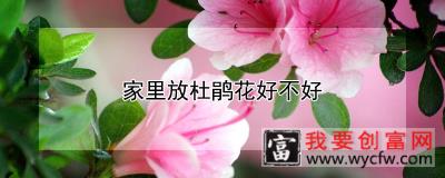 家里放杜鹃花好不好