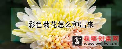 彩色菊花怎么种出来