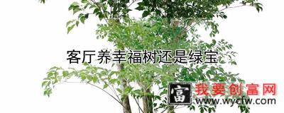 客厅养幸福树还是绿宝