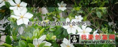 栀子花冬天放在室外会冻死吗