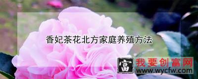 香妃茶花北方家庭养殖方法