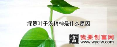 绿箩叶子没精神是什么原因