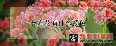 长寿花有什么颜色