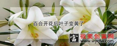 百合开花后叶子变黄了