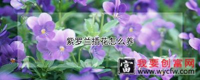 紫罗兰插花怎么养