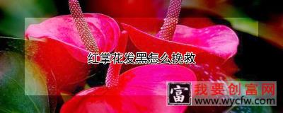 红掌花发黑怎么挽救