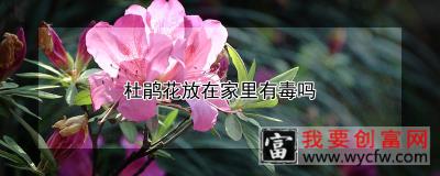 杜鹃花放在家里有毒吗