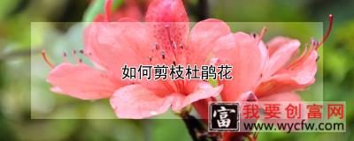 如何剪枝杜鹃花