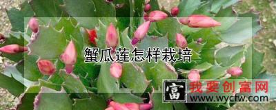 蟹瓜莲怎样栽培