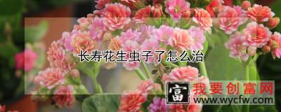 长寿花生虫子了怎么治