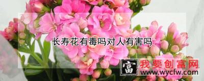 长寿花有毒吗对人有害吗