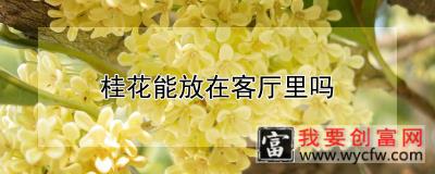 桂花能放在客厅里吗