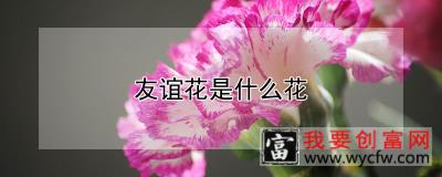 友谊花是什么花