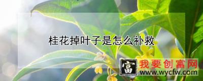 桂花掉叶子是怎么补救