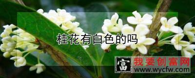 桂花有白色的吗