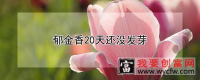 郁金香20天还没发芽