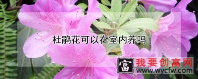 杜鹃花可以在室内养吗