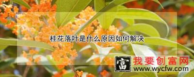 桂花落叶是什么原因如何解决