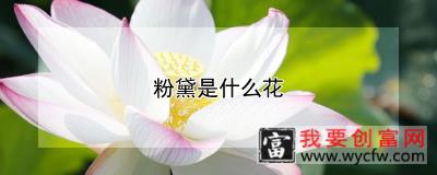 粉黛是什么花