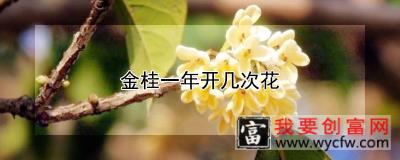 金桂一年开几次花