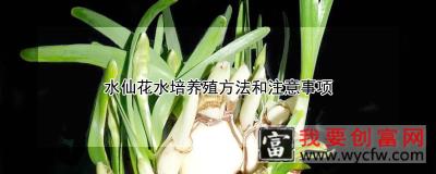 水仙花水培养殖方法和注意事项