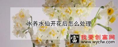 水养水仙开花后怎么处理