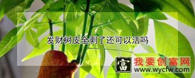 发财树皮全剥了还可以活吗