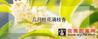 几月桂花满枝香