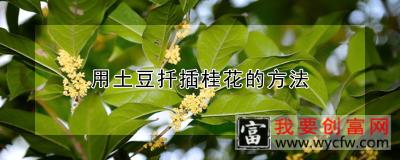 用土豆扦插桂花的方法