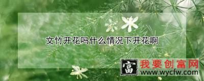 文竹开花吗什么情况下开花啊