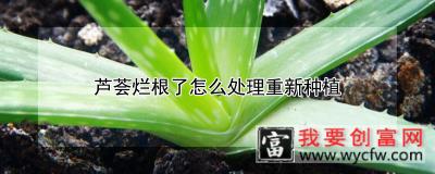 芦荟烂根了怎么处理重新种植