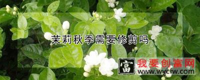 茉莉秋季需要修剪吗