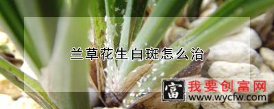 兰草花生白斑怎么治