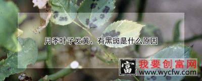 月季叶子发黄、有黑斑是什么原因