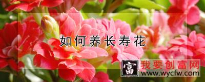 如何养长寿花