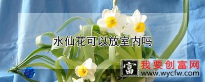 水仙花可以放室内吗