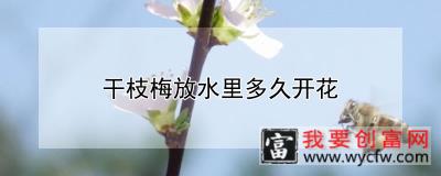 干枝梅放水里多久开花